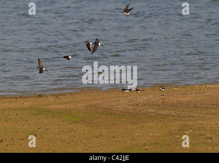 House Martins, Delichon urbica, collecting mud pellets for nest building at the edge of Rutland Water. Stock Photo