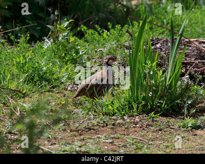 Red Legged Partridge, Alectoris rufa Stock Photo