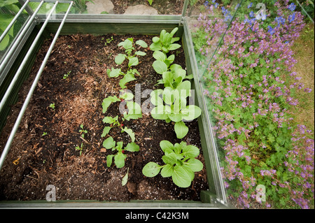 Radishes and Pak Choi growing in a small cold frame in a town garden, London, England Stock Photo