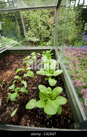 Radishes and Pak Choi growing in a small cold frame in a town garden, London, England Stock Photo