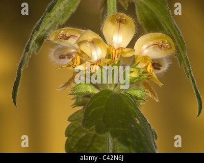 Lamiastrum galeobdolon, yellow archangel, horizontal portrait of flowers with nice out focus background. Stock Photo