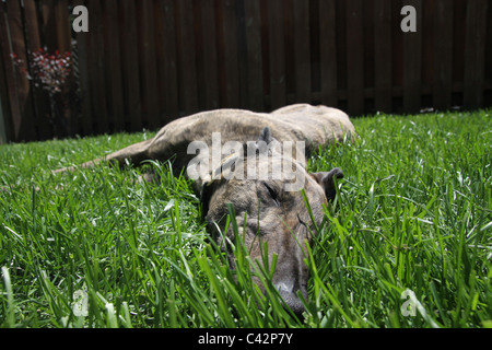 A greyhound dog sleeping in the grass in the sun. Stock Photo