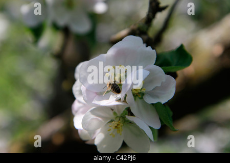 These are the blossoms of a plum tree with a bee sitting on it. The shot was taken in Germany, Bavaria. Stock Photo