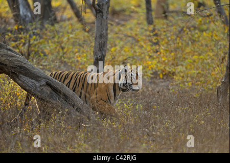 Radio collared Tiger stalking prey in her habitat in Ranthambhore national park, India Stock Photo