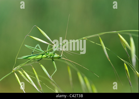Saga pedo is a species of bush cricket, which makes it one of the ...