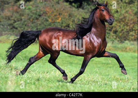 Andalusian Horse (Equus ferus caballus). Bay stallion at a trot on a meadow. Germany. Stock Photo