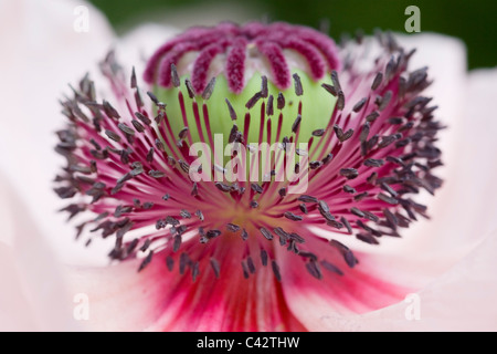 Papaver orientale 'Karine' - Oriental Poppy  Close up on middle of flower Stock Photo