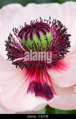 Papaver orientale 'Karine' - Oriental Poppy  Close up on middle of flower Stock Photo