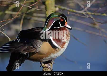 Wood Duck (Aix Sponsa), male, spring Stock Photo