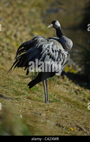 Common Crane, (Grus grus) Stock Photo