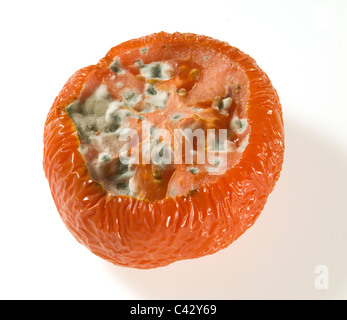 Old rotten Tomato on a white background Stock Photo