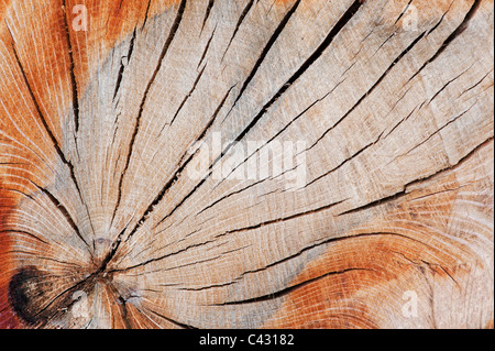 Split dead tree trunk pattern Stock Photo