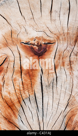 Split dead tree trunk pattern Stock Photo