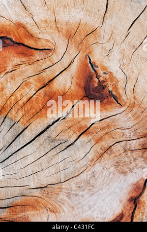 Split dead tree trunk pattern Stock Photo