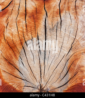 Split dead tree trunk pattern Stock Photo