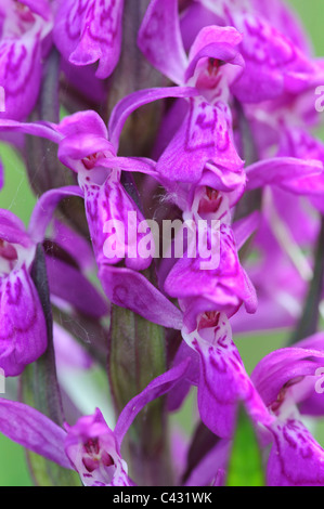 Broad-leaved Marsh-orchid (Dactylorhiza majalis Stock Photo