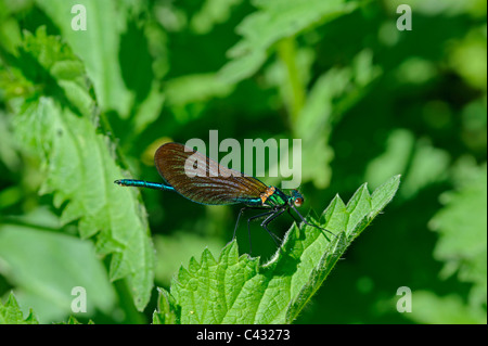 Beautiful Demoiselle (Calopteryx virgo ssp. meridionalis), male Stock Photo
