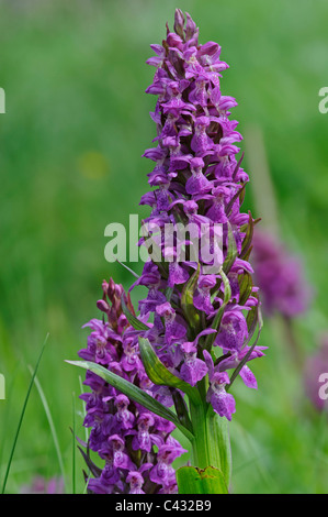 Broad-leaved Marsh-orchid (Dactylorhiza majalis) Stock Photo