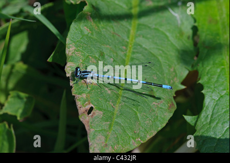 Azure Damselfly (Coenagrion puella), male Stock Photo