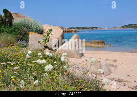 Typical bay and beach with rocks and flowers on the north end of Maddalena Island, Maddalena Archipelago, Sardinia, Italy Stock Photo