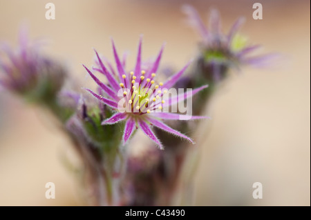 Sempervivum Midas flowers Stock Photo