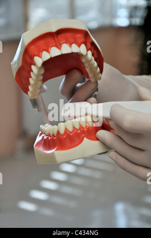 Dentist holding an anatomical model of teeth with a dental implant in ...