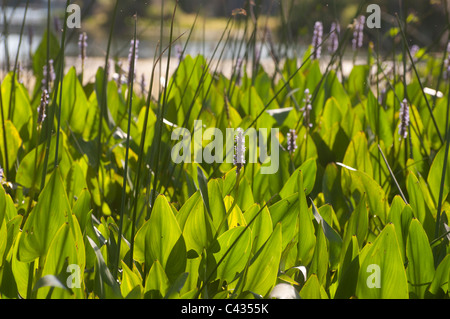 Pickerelweed plants growing in the Wakulla River at Wakulla Springs State Park near Tallahassee Florida. Stock Photo