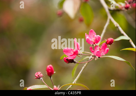 Malus floribunda ‘Nigra’ in flower Stock Photo