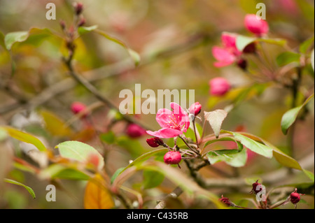 Malus floribunda ‘Nigra’ in flower Stock Photo