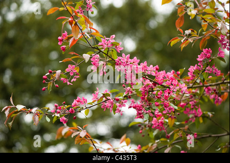 Malus floribunda ‘Nigra’ in flower Stock Photo