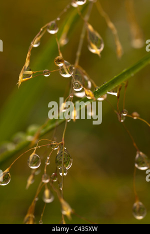Plant, Wavy Hair grass, Seed heads, raindrops Stock Photo