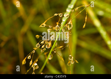 Plant, Wavy Hair grass, Seed heads, raindrops Stock Photo