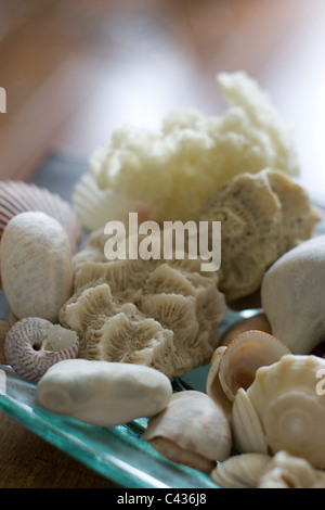A selection of shells Stock Photo - Alamy