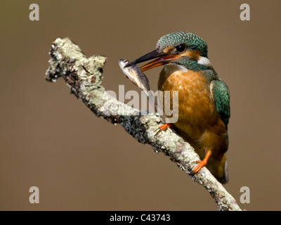 Female common kingfisher perched with fish in beak Stock Photo