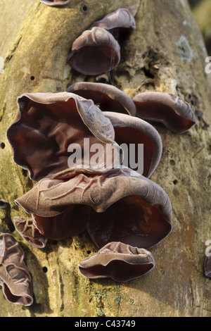 Jelly ear fungus, Auricularia auricula-judae Stock Photo