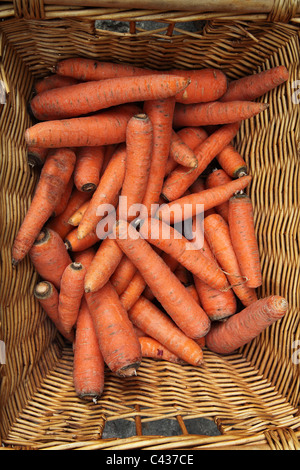 fresh carrots Stock Photo