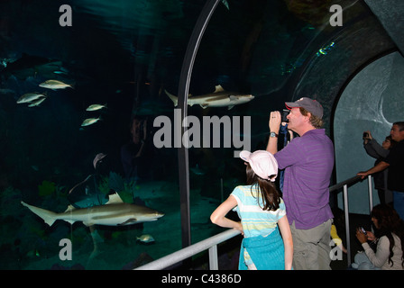 The very popular Shark Encounter exhibit at SeaWorld. Stock Photo