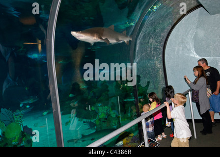 The very popular Shark Encounter exhibit at SeaWorld. Stock Photo