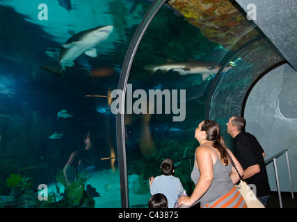 The very popular Shark Encounter exhibit at SeaWorld. Stock Photo