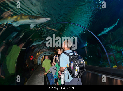 The very popular Shark Encounter exhibit at SeaWorld. Stock Photo