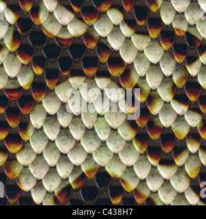 illustration of snake reptile scales background texture Stock Photo