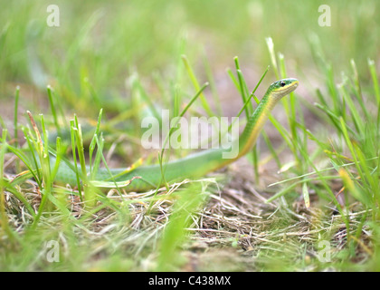 Opheodrys vernalis Smooth Green Snake Huntin in Grass Stock Photo