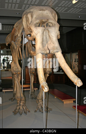 Skeleton Of An Male Asian Elephant Called Maharajah Formerly Of Belle Vue Zoological Gardens, Manchester, UK Stock Photo