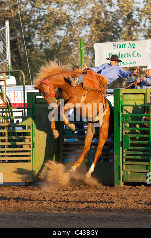 Rodeo at Benton County Fair, Corvallis,  Oregon, USA 2009 Stock Photo