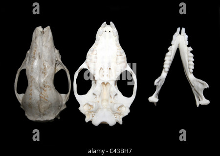 European Hedgehog Erinaceus europaeus Skull And Jawbone Stock Photo