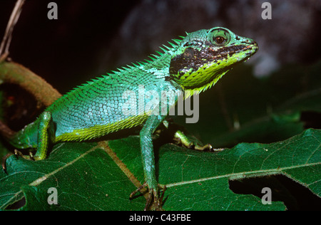 Black-lipped agama (Calotes nigrilabris: Agamidae) in forest Sri Lanka. A garden lizard Stock Photo