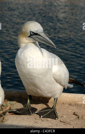 Adult Gannet (Sula bassana) Standing on Quay or Jetty at Carry-le-Rouët, Côte Bleue, Provence, France Stock Photo