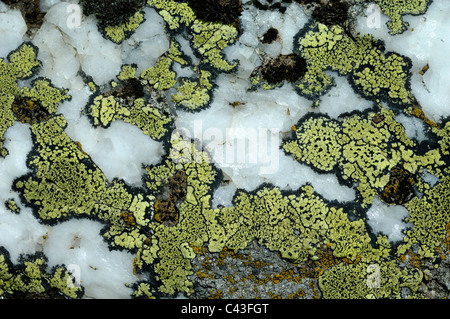 Map Lichen Rhizocarpon geographicum on Quartz Rock Stock Photo