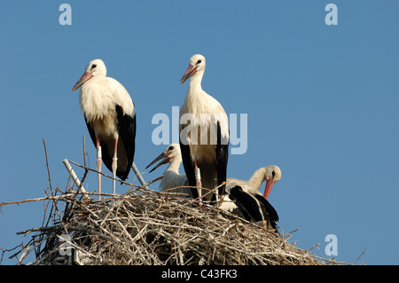 Four White Storks (Ciconia ciconia) Standing on a Huge Twig Nest in the Camargue Provence France Stock Photo