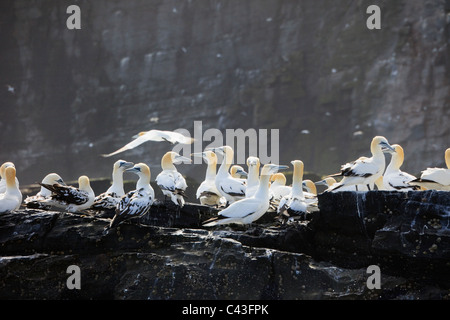 Noup of Noss, Shetland Islands, Scotland, UK. Gannets (Morus bassanus) on sea cliffs on Isle of Noss National Nature Reserve Stock Photo